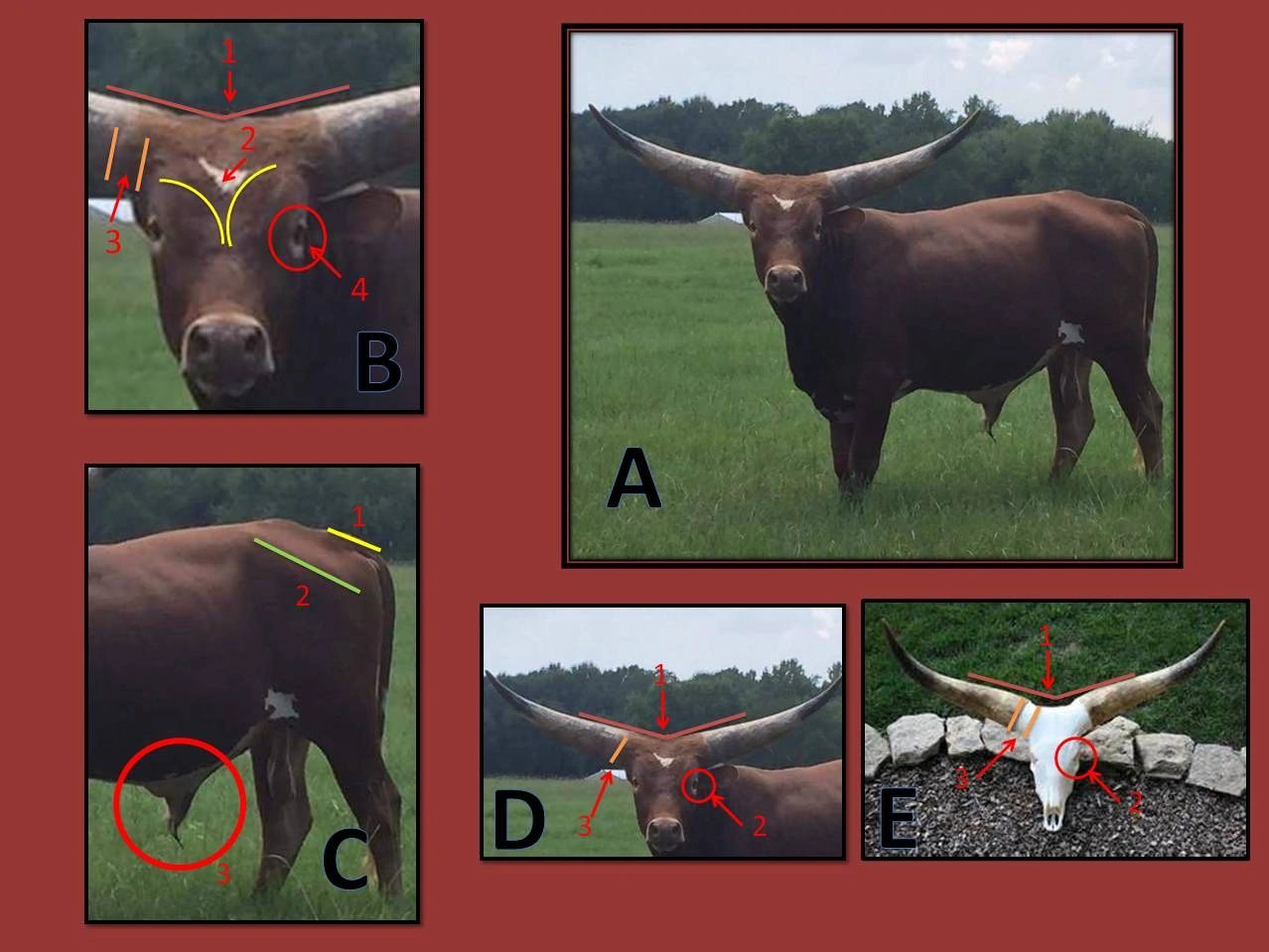 Longhorn Vs Watusi & Recognizing Breed Characteristics